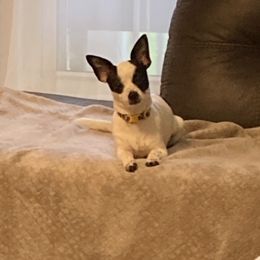 Bella - Chihuahua