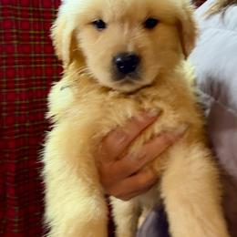 Lavender collar girl - Golden female Golden Retriever puppy in Garrison, Montana from Mattiaci Goldens