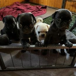 Pug Puppies from Crazy Pugs Haven