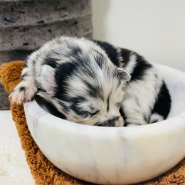 Gigi - Blue merle female Pomeranian puppy in Tucson, Arizona from Kristy's Pomeranians