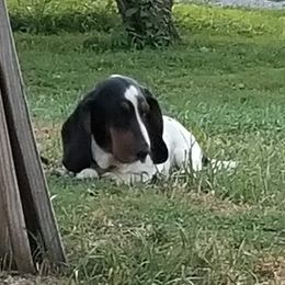Kenny - Basset Hound