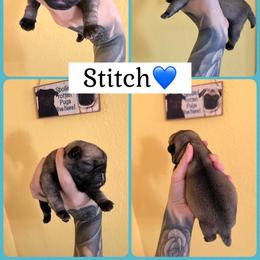 Stitch - Fawn male Pug puppy in Winter Haven, Florida from The Pugarazzi