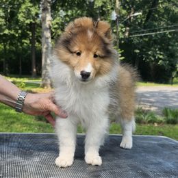 Shetland Sheepdog Puppies from Winterfell Shetland Sheepdogs