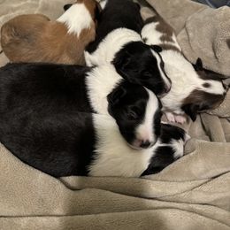 Shetland Sheepdog Puppies from Jennifer Bertke's German Shepherds
