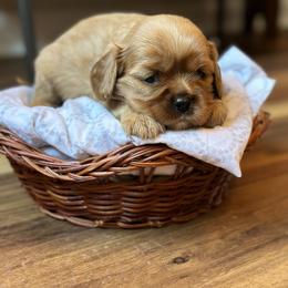 Cavalier King Charles Spaniel and Cavapoo Puppies from Cavaliers of Windsor
