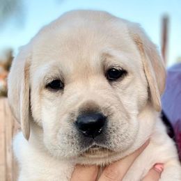 Double Doodles and Labrador Retrievers from Hansen Retrievers