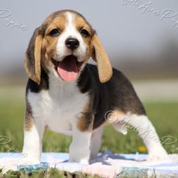 AKC 'Jake' - Black tan and white male Beagle puppy in Lamar, Missouri from Marti Acres ~ Boston Terrier & Beagles