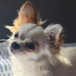 Honey - Chihuahua