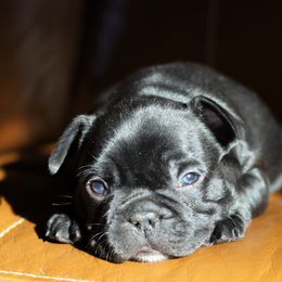 French Bulldog Puppies from Diamond Dog Frenchies