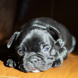 French Bulldog Puppies from Diamond Dog Frenchies