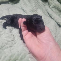 Brew - Black female Poodle puppy in Arkansas from Harper's Pups