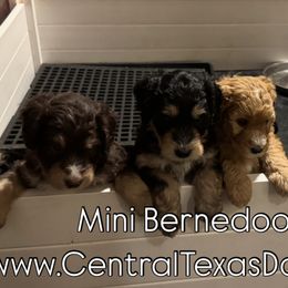 Bernedoodle and Goldendoodle Puppies from Central Texas Doodles
