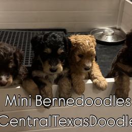 Bernedoodle and Goldendoodle Puppies from Central Texas Doodles