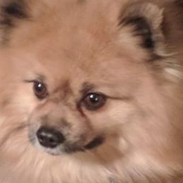Pomeranians from Heavenly Pom’s