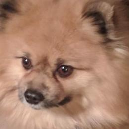 Pomeranians from Heavenly Pom’s