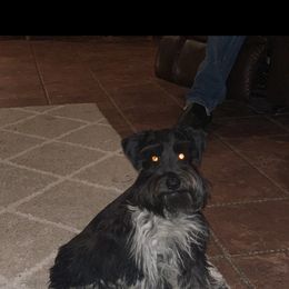 Sister - Miniature Schnauzer