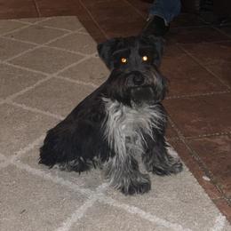 Sister - Miniature Schnauzer