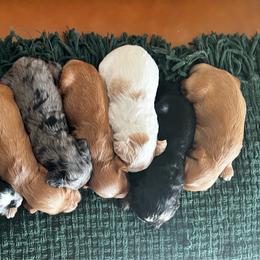Jasper - Parti male Goldendoodle puppy in Ottawa, Ohio from Simply Beautiful Goldendoodles