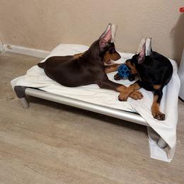 Doberman Pinscher Puppies from Jen-Mar Doberman's