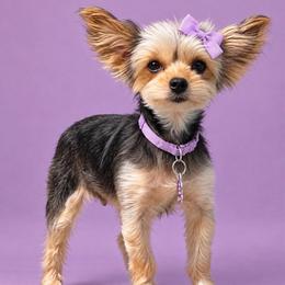 Gypsy - Yorkshire Terrier