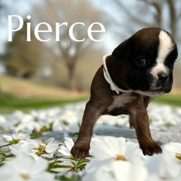 Girl 5 - female Boxer puppy in Salisbury, New Hampshire from Mountain View Boxers