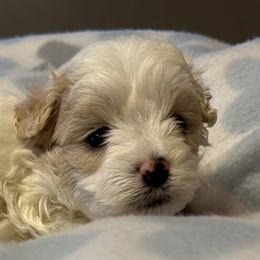 Cockapoo, Goldendoodle, and Maltipoo Puppies from Loris Pampered Pooches💕