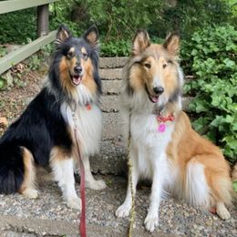 Collies from Wonderwall Collies