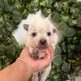 Mr. Blake (AKC) - Blue male Australian Cattle Dog puppy in Sahuarita, Arizona from A2 Australian Cattle Dogs
