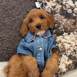 River - Red  male Goldendoodle puppy in Anaheim, California from Cuddle Bear Doodles