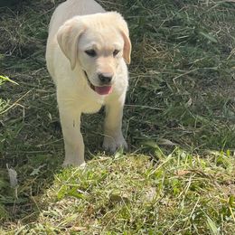 Labrador Retriever puppies from Valley of the Moon Labradors