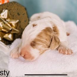 Frosty - Parti male Goldendoodle puppy in Lakeland, Florida from Rolling Oak Doodles