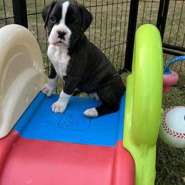 Boxer Puppies from Hope's Beautiful Boxers