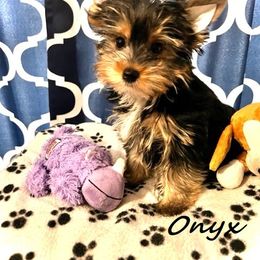 Yorkshire Terrier Puppies from Sweet Creations Yorkies