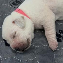 Pink Collar - Yellow female Labrador Retriever puppy in Houston, Texas from Alpha English Labs