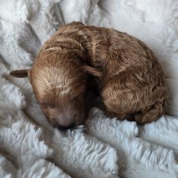 Berlioz - Apricot male Poodle puppy in San Tan Valley, Arizona from Desert Storm Poodles