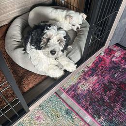 Aussiedoodle and Bernedoodle Puppies from Jupiter Doodles