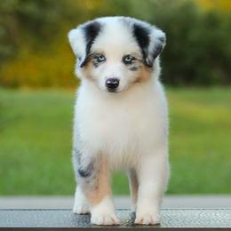 Banks - Blue merle male Miniature American Shepherd puppy in Palacios, Texas from Coastal’s Miniature American Shepherds