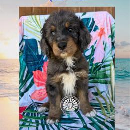 Maui - Merle male Bernedoodle puppy in Godwin, North Carolina from Farm Sweet Farm Doodles