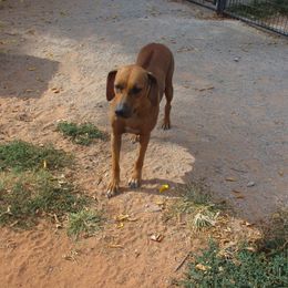 Hannah - Rhodesian Ridgeback