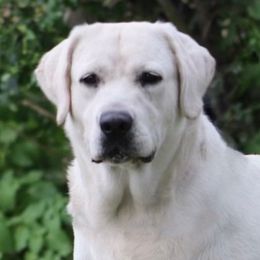 Ida - Labrador Retriever