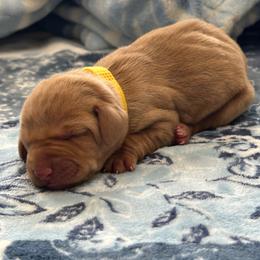 Yellow Girl - Red golden female Vizsla puppy in Foley, Alabama from Paula's South Bama Vizslas