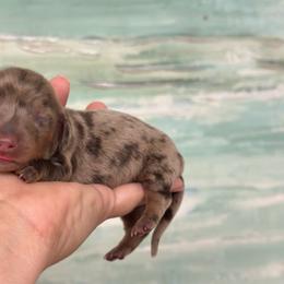 Winnie Long hair - Dapple female Dachshund puppy in Lakeland, Florida from Elite Doxies Florida