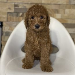 Red girl - Red  female Goldendoodle puppy in Apple Valley, California from Daisy’s  Doodles11