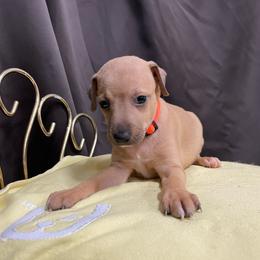 Taz - Red fawn male Italian Greyhound puppy in Lancaster, Missouri from White Stone Ranch