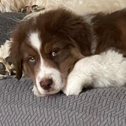 Australian Shepherd All Grown Up from Cobler Farms