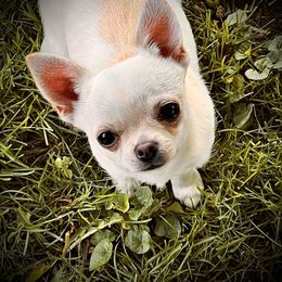 Trace - Cream and white Chihuahua puppy in Indianapolis, Indiana from Sun Rize chihuahuas