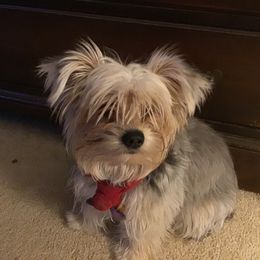 Biewer Terrier and Yorkshire Terrier All Grown Up from King's Kennel