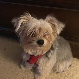 Biewer Terrier and Yorkshire Terrier All Grown Up from King's Kennel