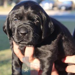 Labrador Retriever Puppies from Mariani Labrador Retrievers