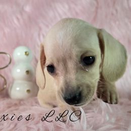 AKC Piper English Cream - Cream female Dachshund puppy in Kansas City, Missouri from Divine Doxies LLC